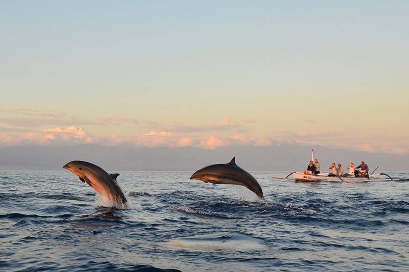 Dolphin Lovina Beach